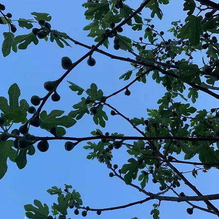 Ξενοδοχείο Bettelhaus