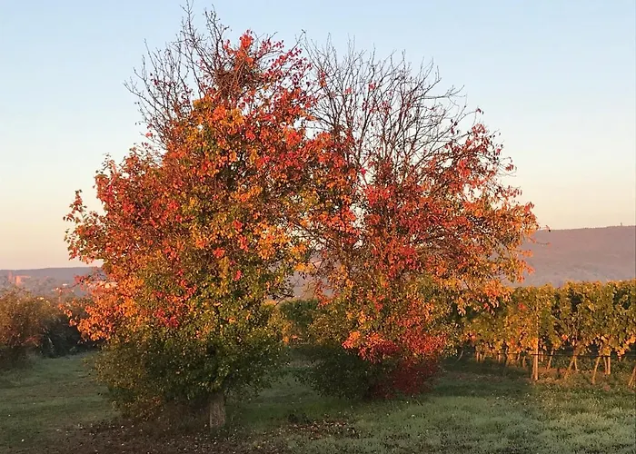 Hotel Bettelhaus Bad Dürkheim